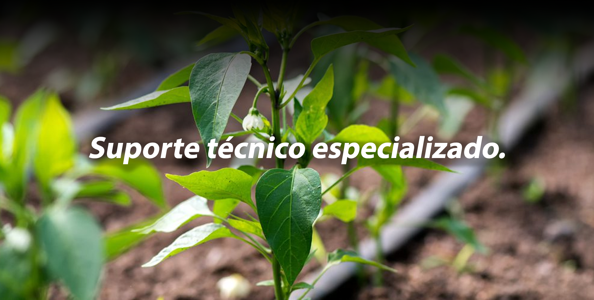 Paisagismo e Tecnologia